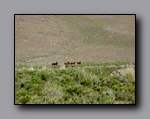 Click to enlarge 810 shelr bpk 13062005 wild horses in valley 2.jpg